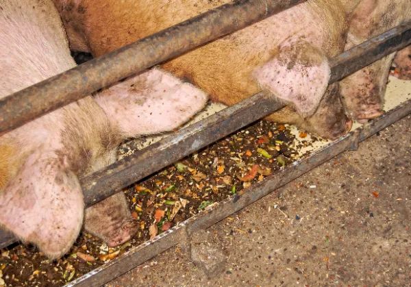 飼料化(エコフィード)の様子